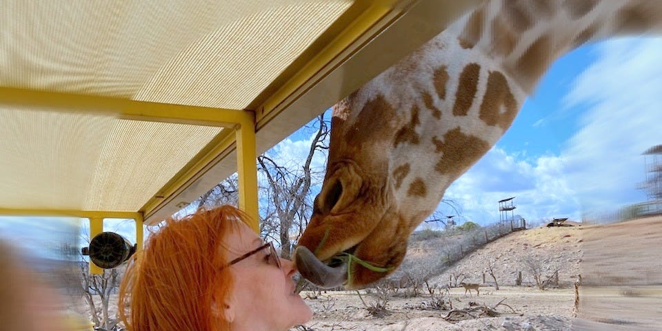 woman feeding a giraffe by mouth