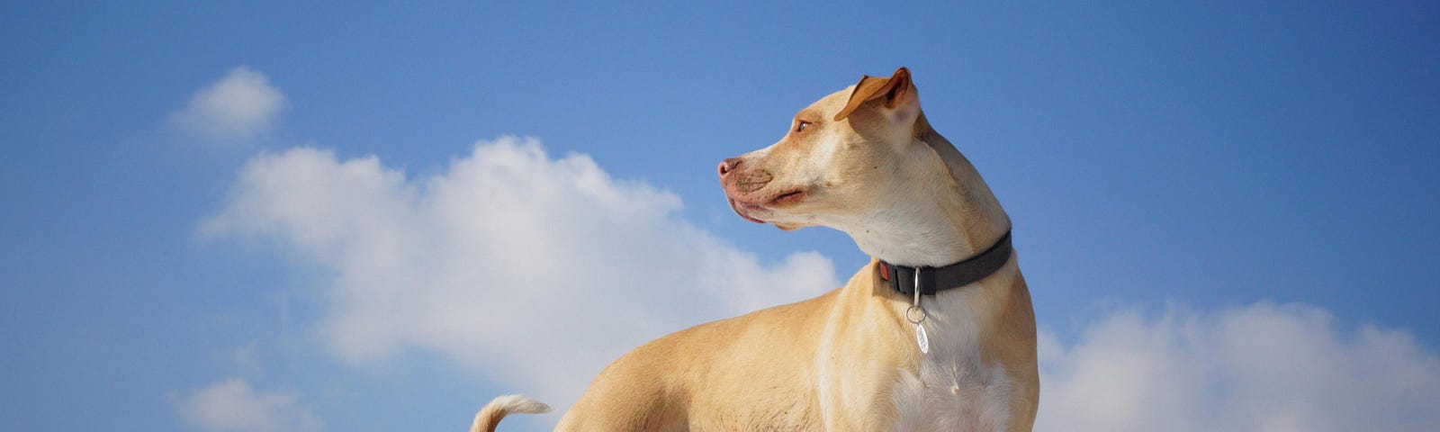 Image shows medium-sized tan dog wearing collar and standing on snowy landscape looking over his shoulder. Blue sky with clouds and mountains in background.