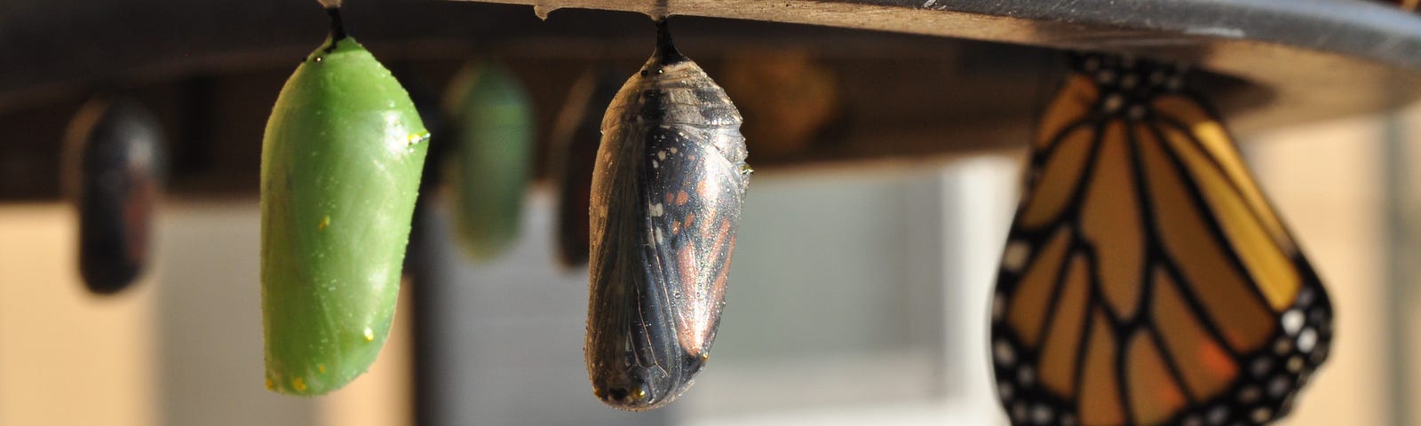 Three monarch butterfly pupas hang from a lamp. Each pupa is in a different stage of the butterfly lifecycle.