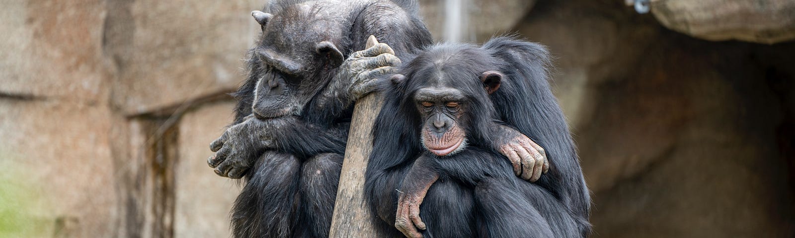 Two chimpanzees sitting side by side on a log.