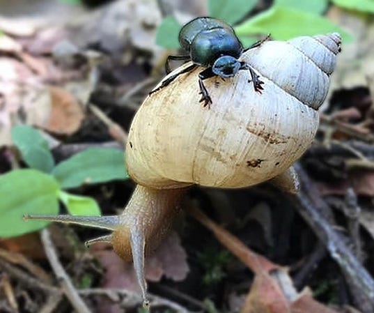 Dung beetle on top of snail