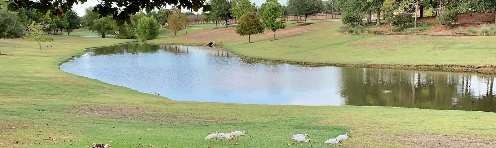 Ducks and egrets by the lake