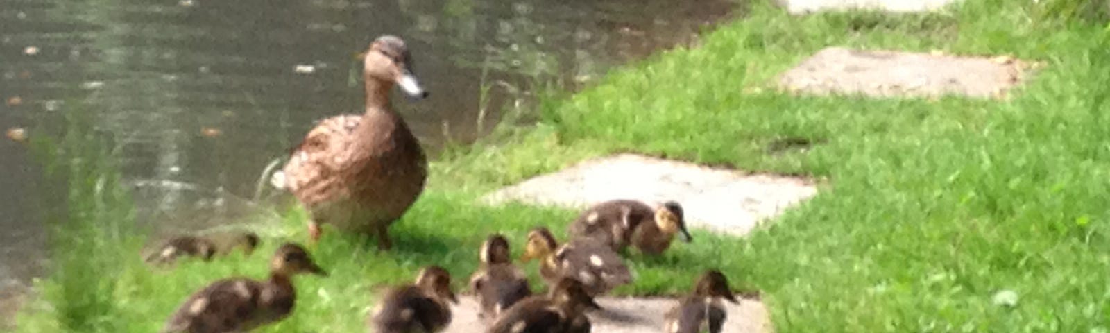 Mother duck watching her ducklings in the grass by a pond