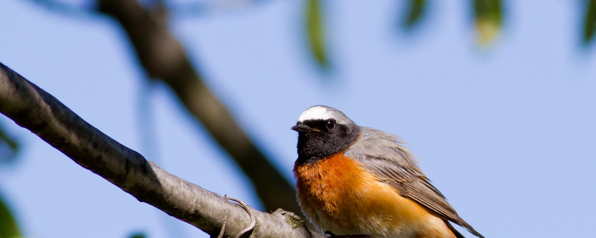 redstart, non-traditional flagship species