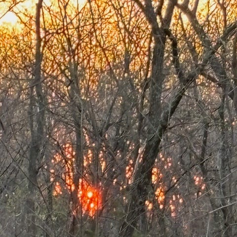 Sunrise through a bare forest