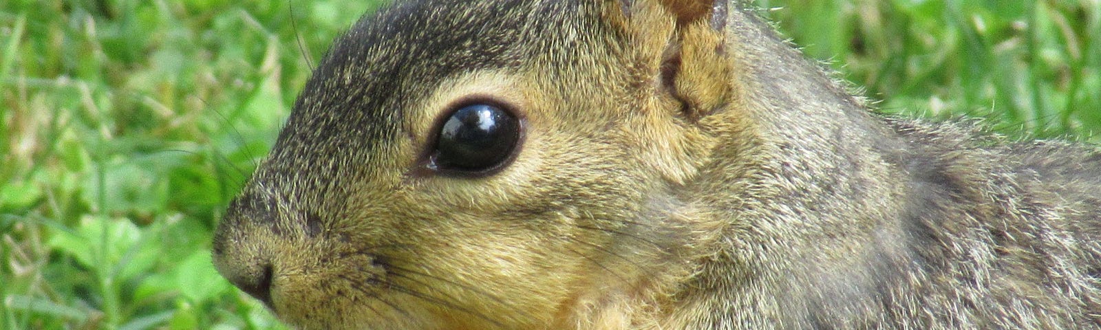 This shows a close-up of a squirrel with a cracker.