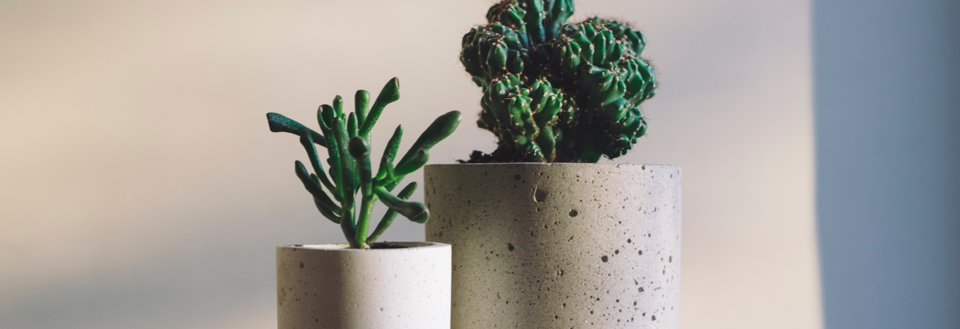 two pots with small green plants, one is a cactus and the other one some kind of a succulent on a wooden surface in front of a white/cream wall
