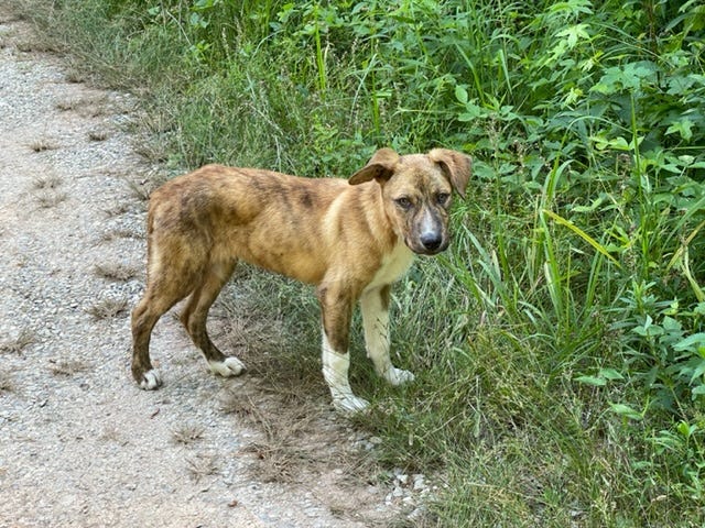 Brown dog with floppy ears stands on side of driveway amongst wild plants