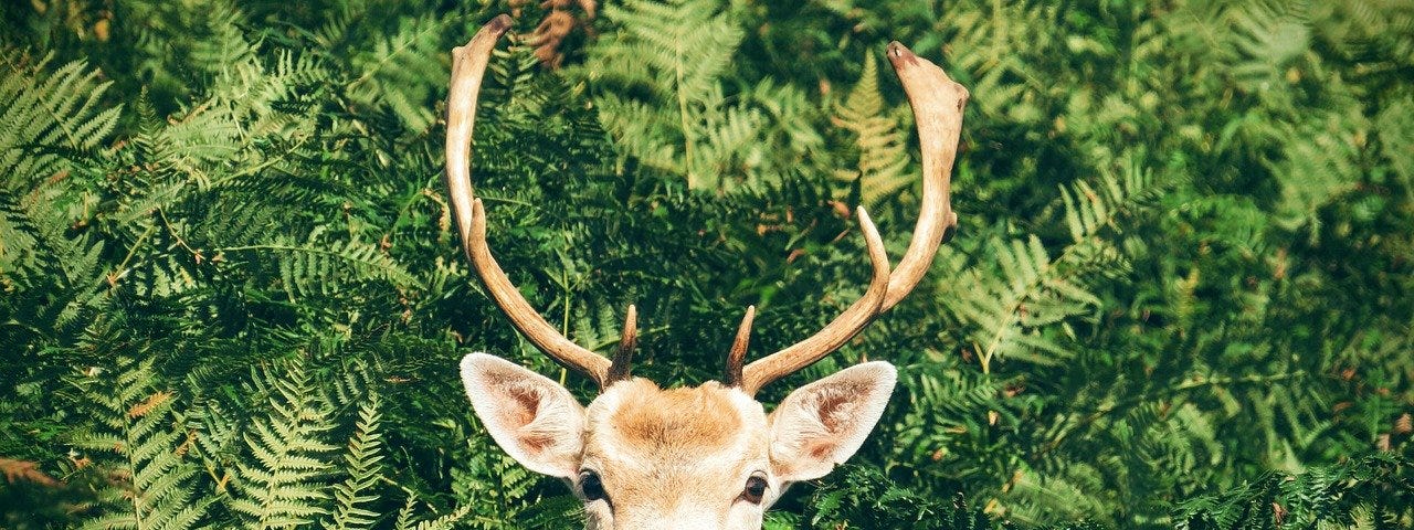 Deer with antlers. Its head is poking up through dense ferns, and it’s staring straight at the camera. The image represents us trying to make our way through the day. Life is tricky. Good days are mainly up to us.