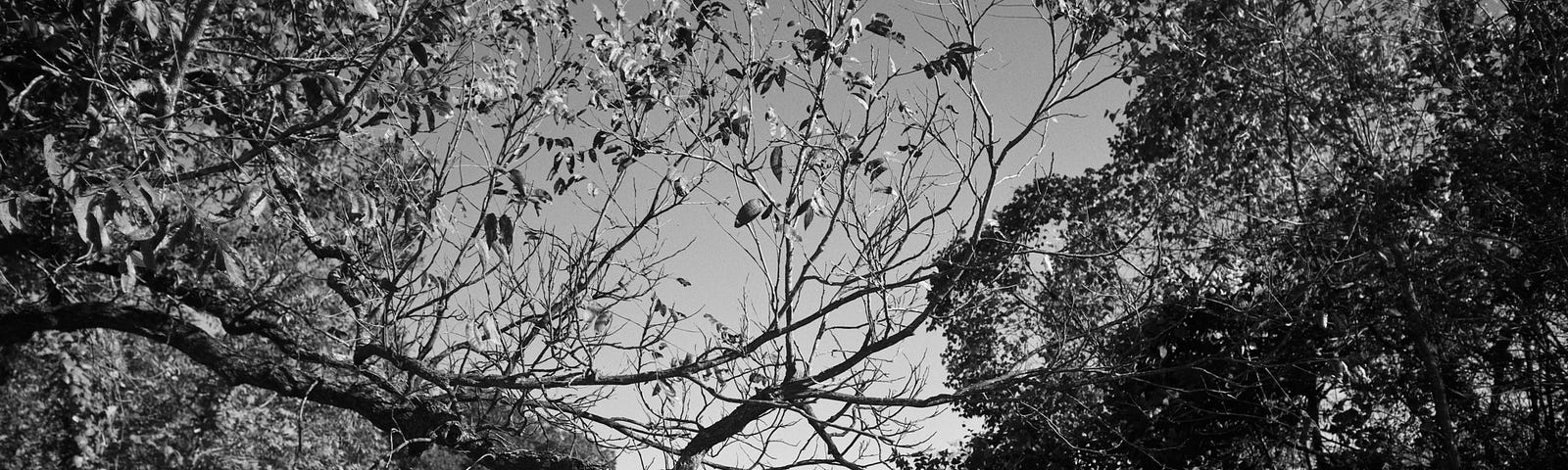 Black and white photograph of trees