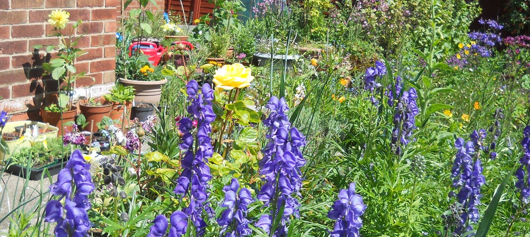 Image of Aconitum napellus — also known as monkshood, a three foot tall plant with bright blue flowers growing in a typical English garden border in early summer surrounded by yellow roses and potted plants.