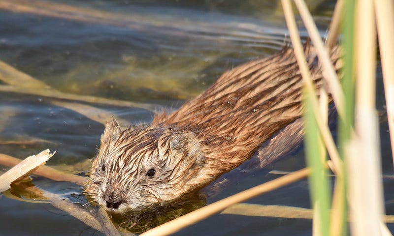A brown animal with wet fur swims in water, with long green and brown leaves floating and growing upward.
