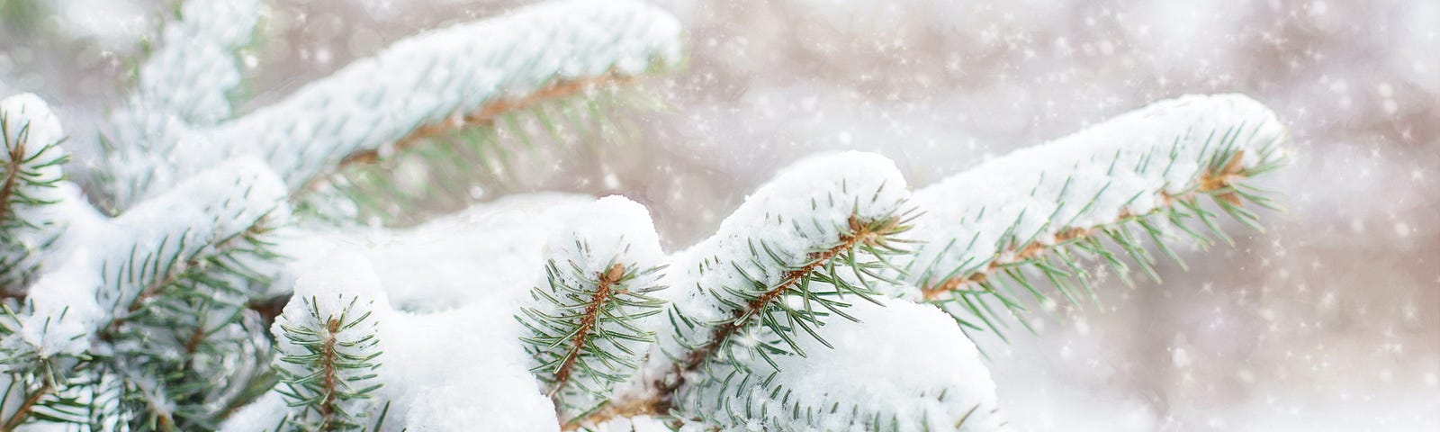 Snow falling and covering pine tree