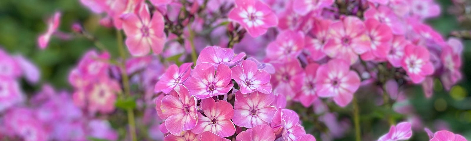 Small pink flowers growing in clusters with white centres