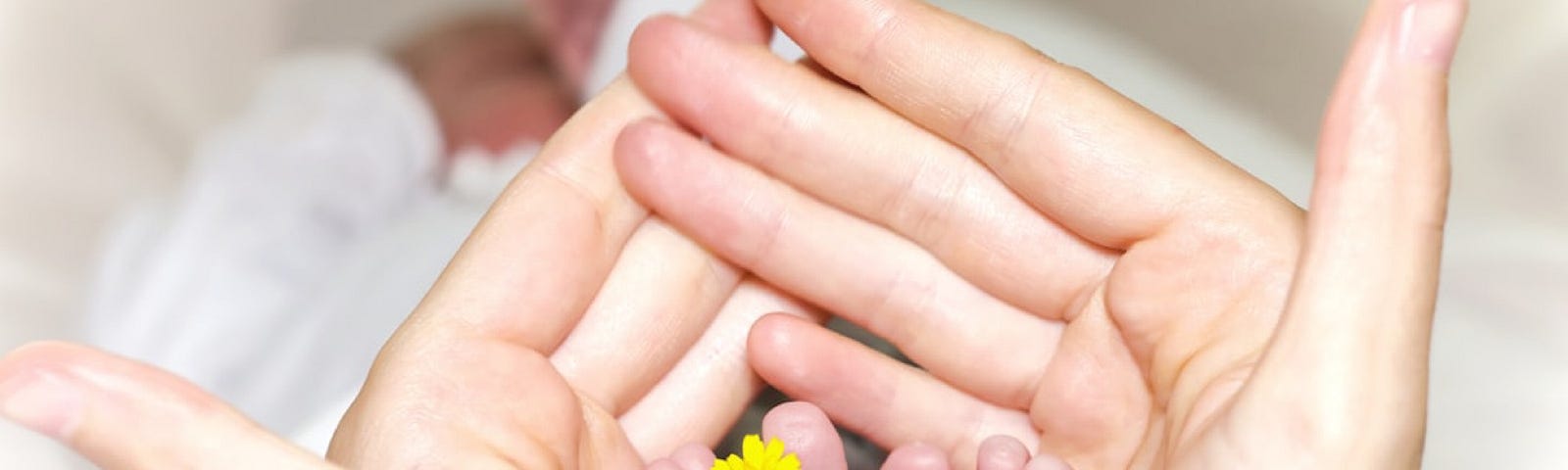 Woman’s hands cupped behind her baby’s feet, which face us with a tiny yellow flour tucked between the big toe and second toe on the foot facing us, left side. out of focus see babies hands a a white knit sweater behind the mother’s hands.