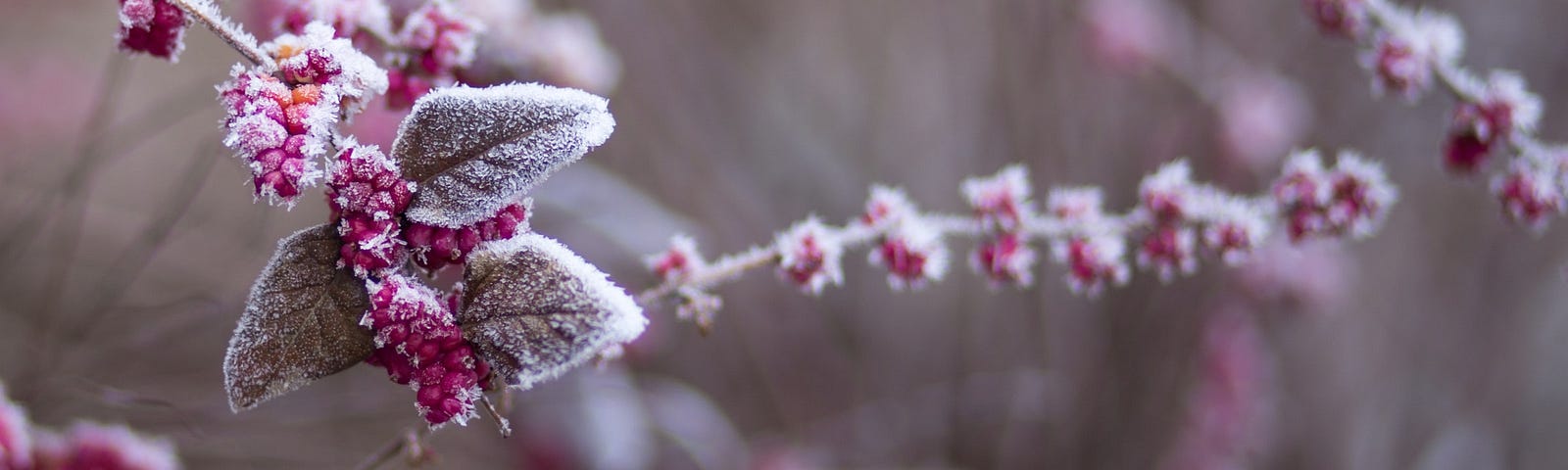 A branch with red berries tinged with frost