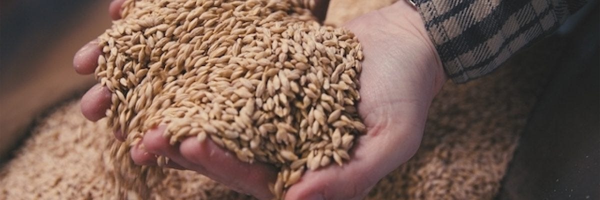 Landrace Grains in Grain Shed