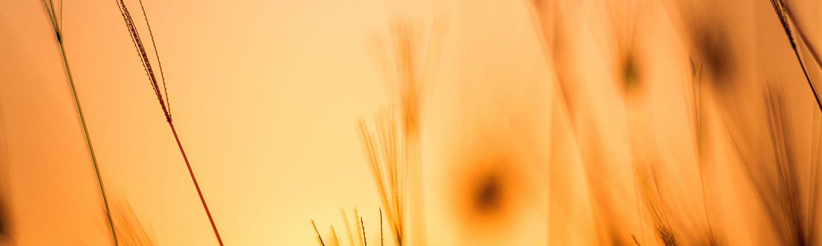 sunset; yellow sun going down behind wheat field