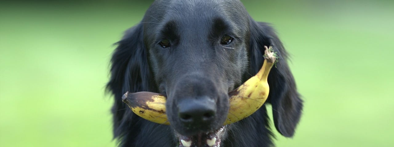 Dog, black flatcoated retriever, holds an overripe banana in its mouth