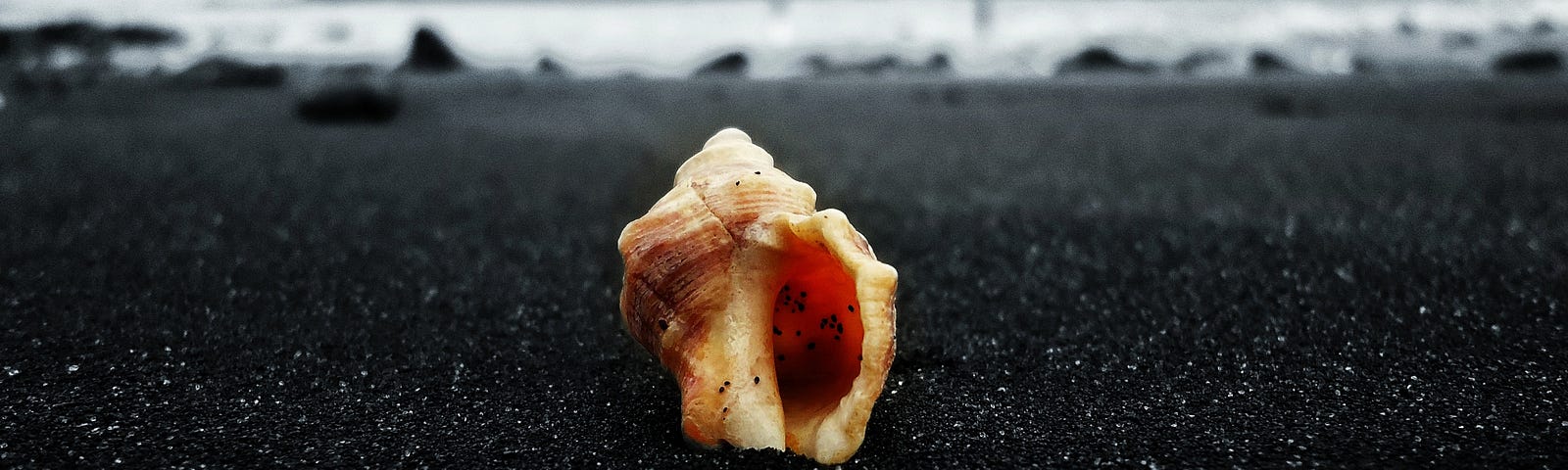 Orange conch shell on a dark sandy beach.