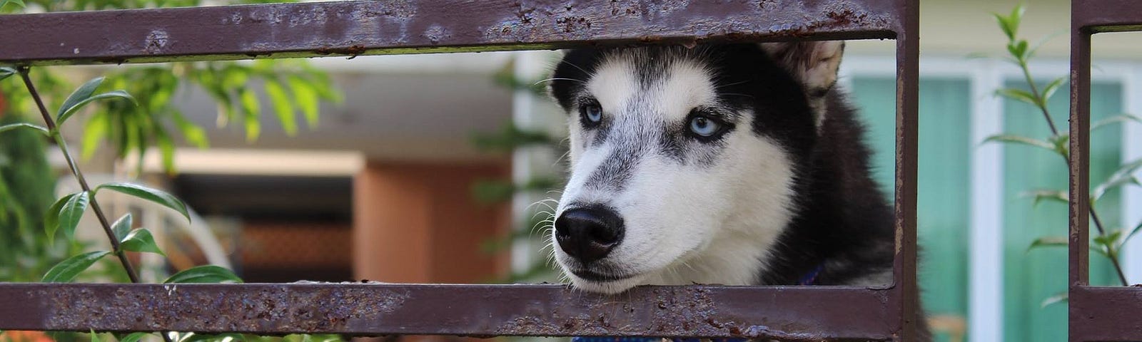 Husky peering through a fence