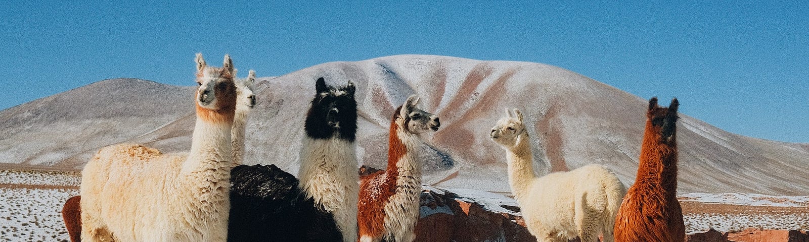 Five llamas on a snowy plain with a mountain in the background.