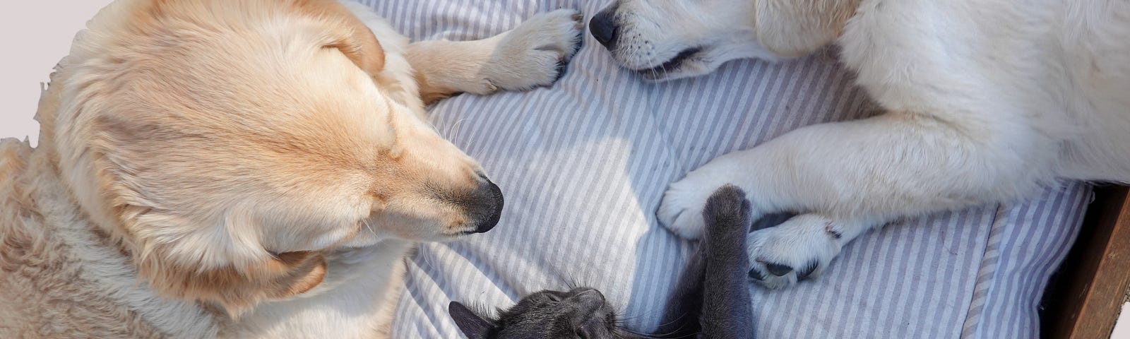 Photo of two dogs comforting a cat.