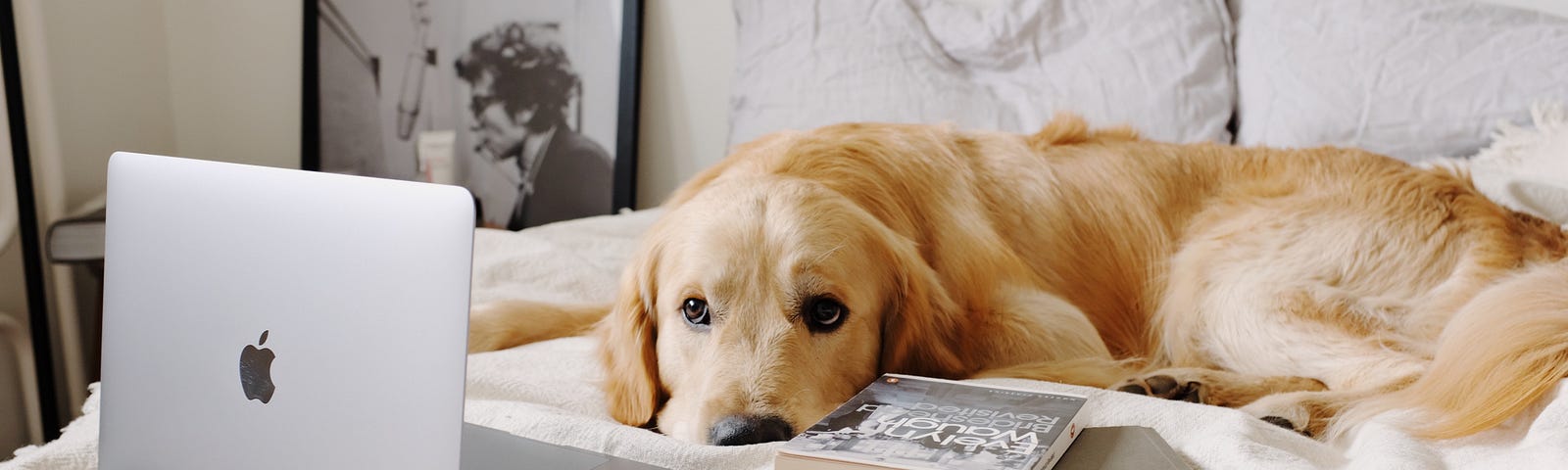 dog laying on bed using computer