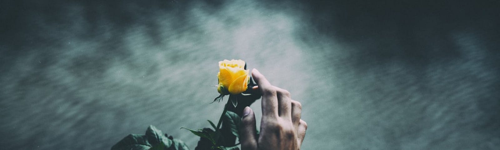 A hand touching a yellow rose against a background of dark grey water