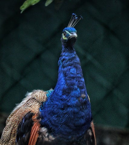 A blue peacock staring angrily.