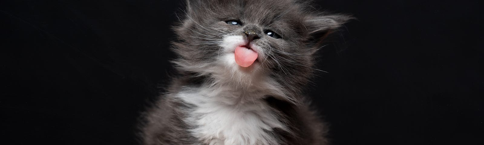 Kitten sticking out tongue.