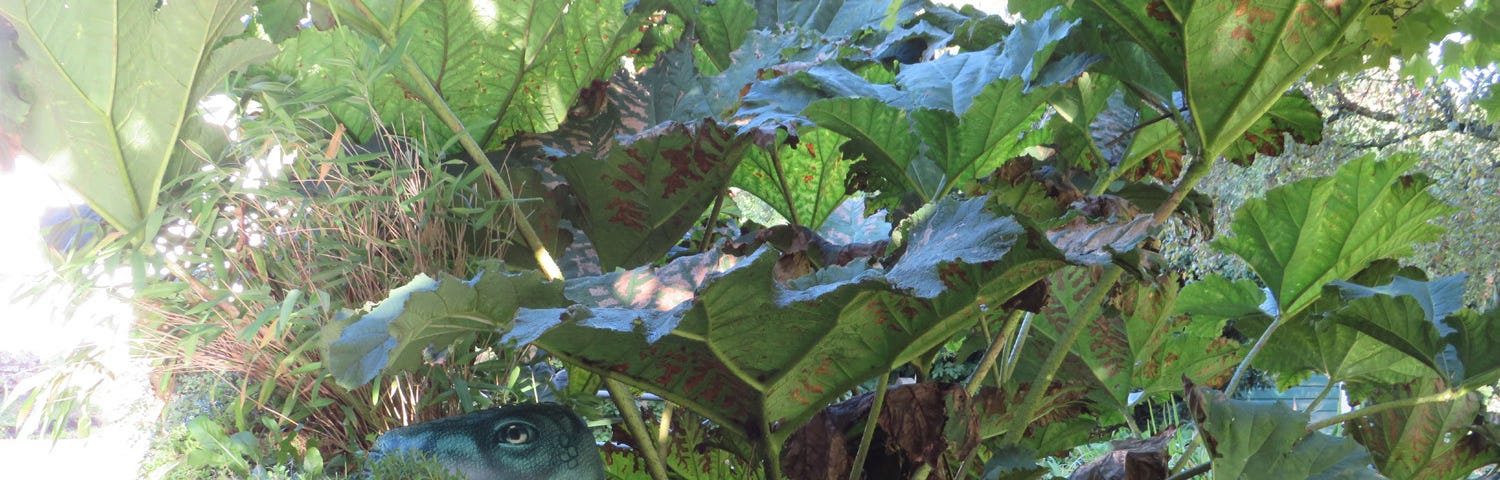 A plastic baby dinosaur peeps over a wall beneath a giant gunnera plant, p