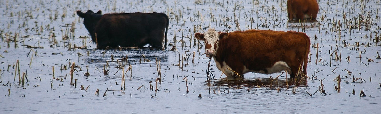 Cows stand in a flooded field