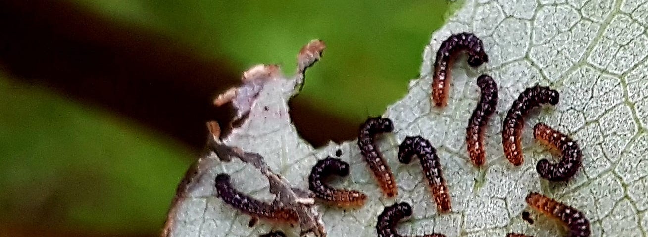 18 tiny black and orange caterpillars are on the bottom of a half chewed leaf. Most are partly curled up in hook shapes. The base of the leaf is a pearly green with structures clearly evident in this very close-up shot.