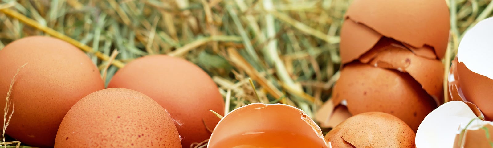 Brown eggs on a nest, some cracked, some intact