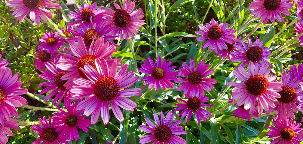 Summer garden echinacea