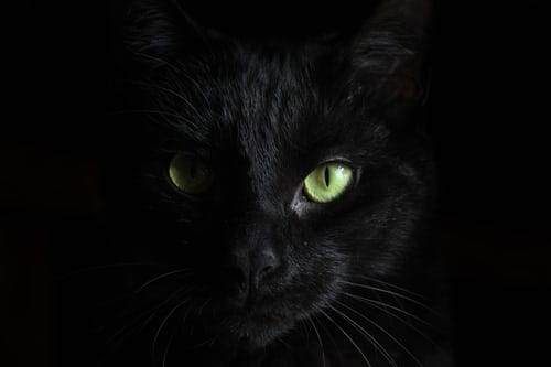 Black cat face with green eyes