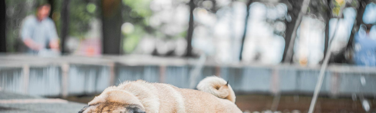 Pug laying on his belly outside