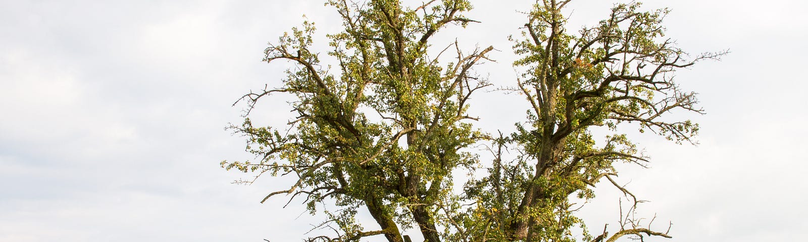 An old withered pear tree in the middle of a empty field