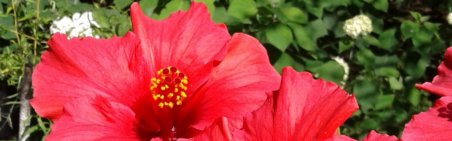 A beautiful crimson Hibiscus plant with full blooms