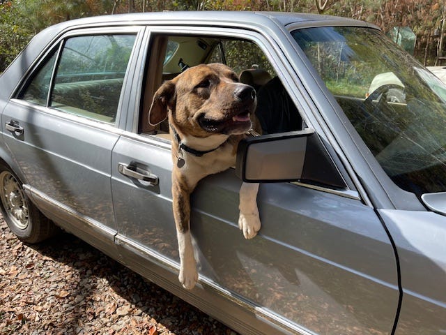 Brown hound dog hangs out the front passenger window of a light blue Mercedes.