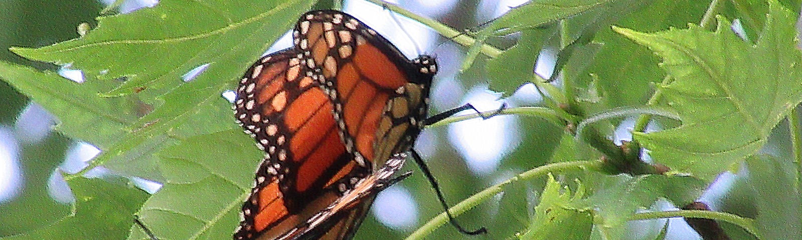 Monarch butterflies in a maple tree mating.