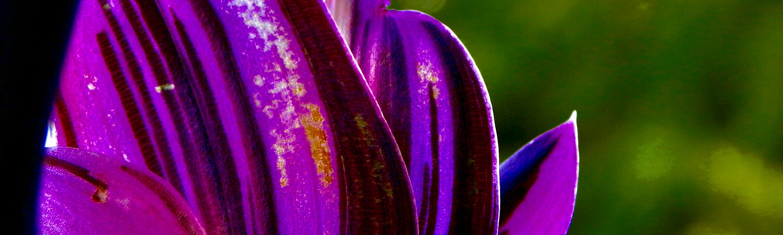 Purple leaves in a hanging basket