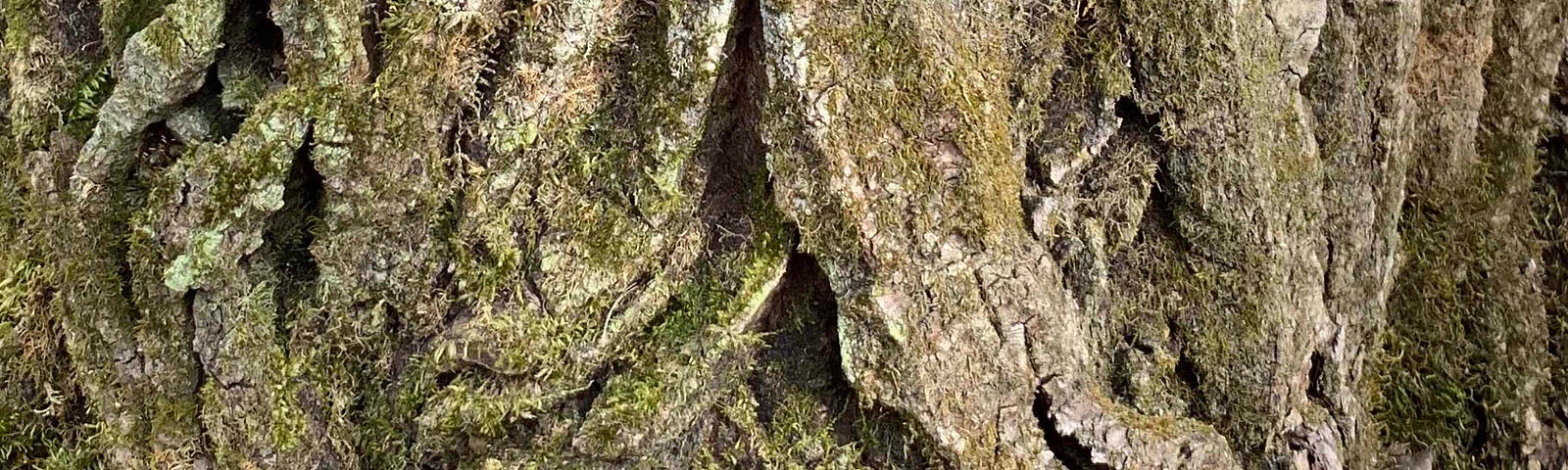 Craggy bark of an old silver maple tree, covered with moss and lichens. Townsend, WI USA. Image credit: Laurel Haak. CC-BY-4.0