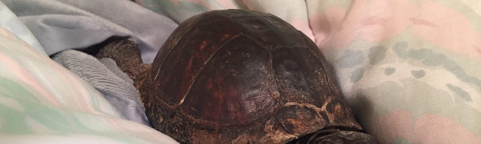 Adorable brown box turtle on a comforter