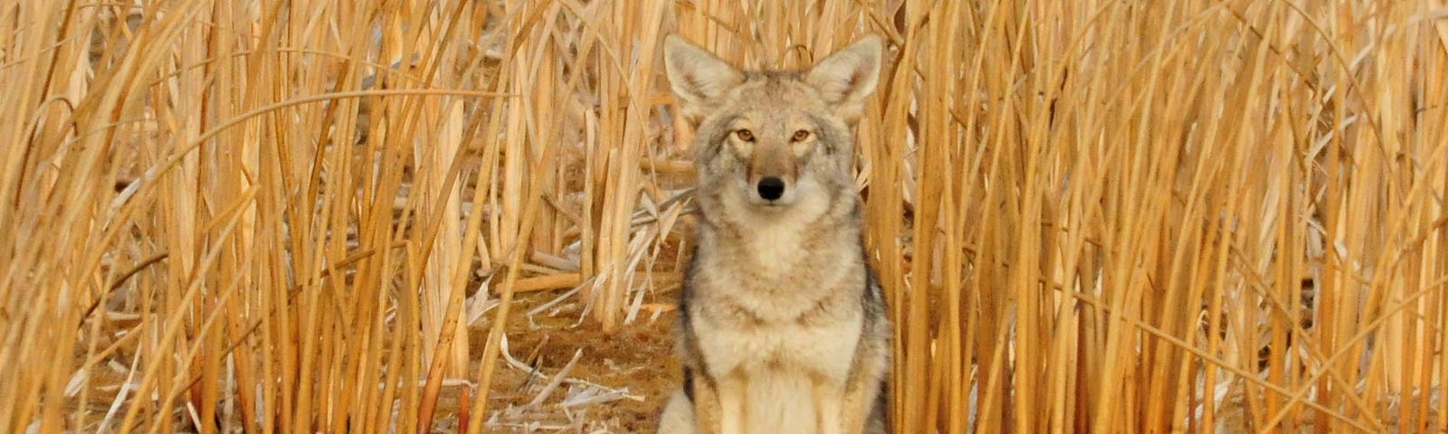 Coyote in the cattails at Seedskadee National Wildlife Refuge