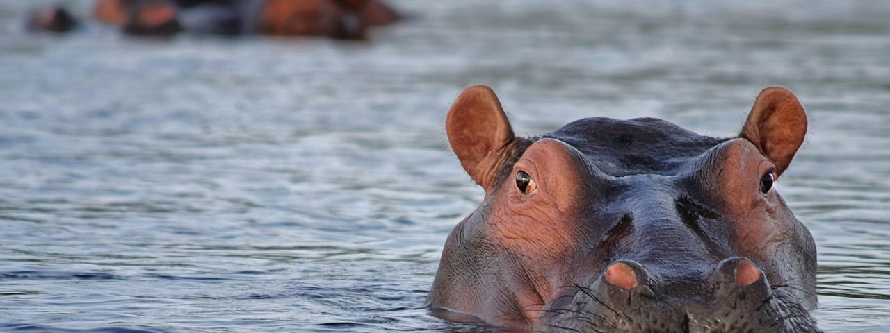 Hippo in the wild. Image mirrors recommended word hippo thesaurus