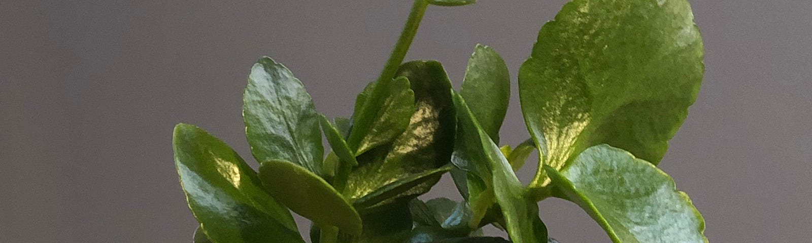 Kalanchoe plant with pink flowers in a light green pot