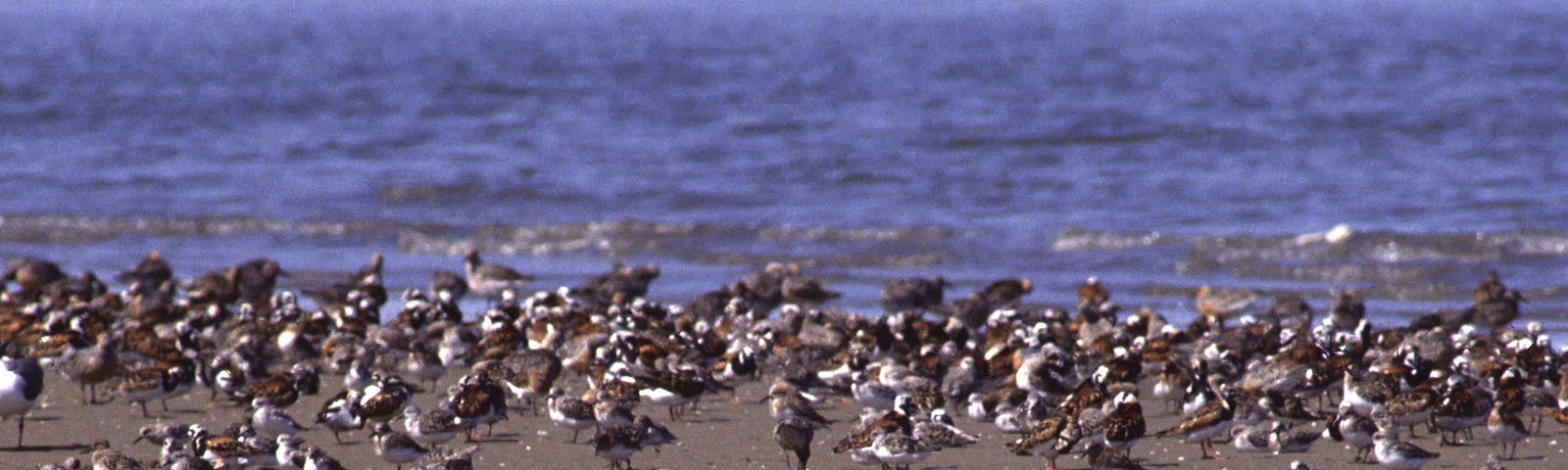 Spit of sand in ocean with dozens of shorebirds