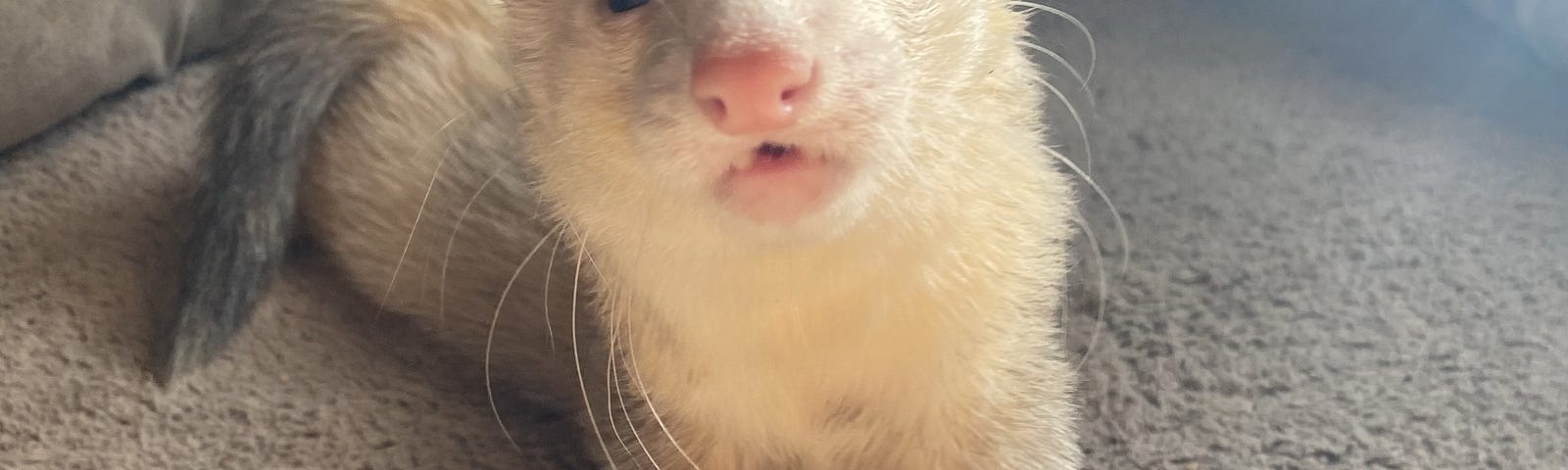 ferret looks at camera with mouth open